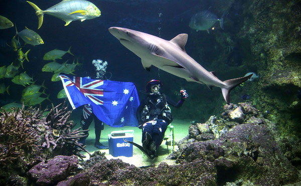 SEA+LIFE+Sydney+Aquarium+Celebrates+Australia+LRQv-84NSwPl
