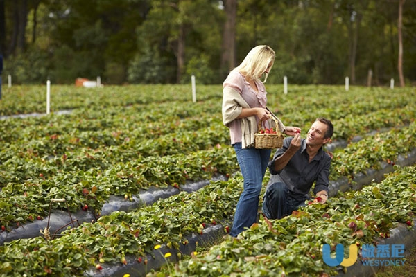 sunny-ridge-strawberry-farm-3-1024x683