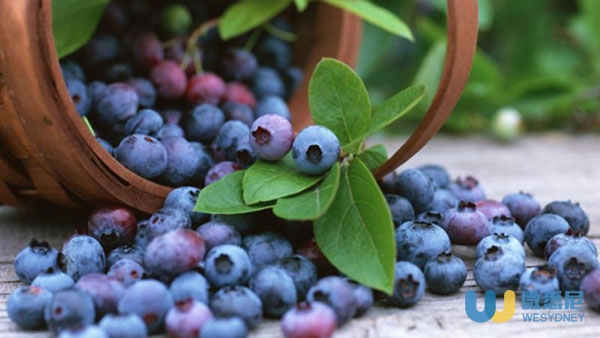 how-to-grow-blueberries-20150416163651-q75dx800y-u1r1g0c