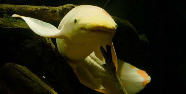 new-lungfish-hero-profile-572x289